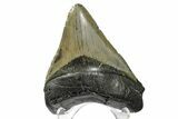 Fossil Megalodon Tooth - North Carolina #165049-2